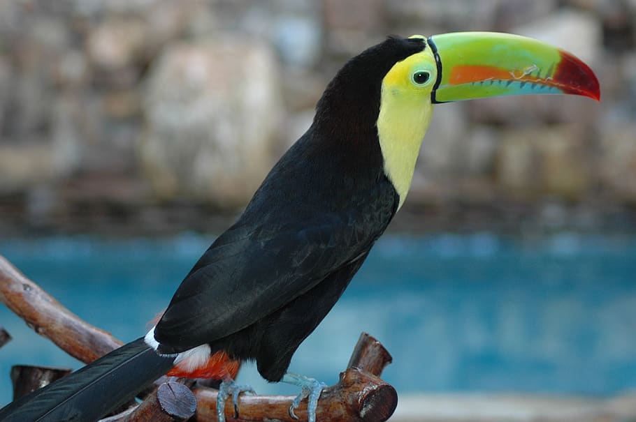 peak, toucan, ave, nature, colorful, exotic, feathers, birds, fauna, tropical, bird