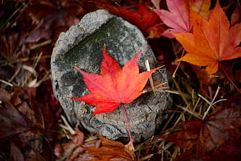 le foglie, autunno, all'aperto, rocce, erba, natura