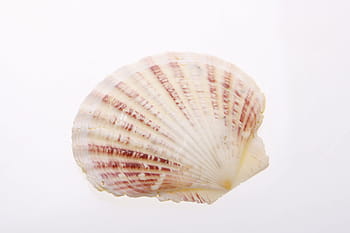 bone, close-up, closeup, coast, coastline, cockle-shell, conch, coral, cowrie, detail, empty