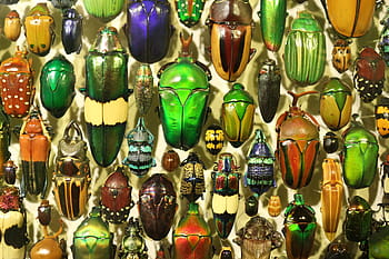 insect, insectarium, insects, beetle, beetles, metal, iridescent, collections, collection