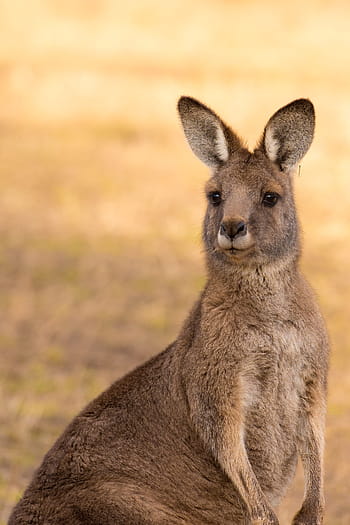 klokan, vačnatec, savec, Austrálie, volně žijících živočichů, zvíře, divoký, Příroda, fauna, východní šedá, východní šedá klokan