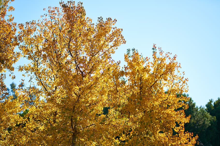 albero, pianta, le foglie, giallo, prosciugato, asciutto, blu, cielo, fotosintesi, natura, le foglie sono