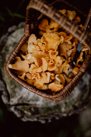 memetik, jamur chantarelle, kayu, chantarelle, jamur, jamur yang dapat dimakan, jamur kuning, musim gugur