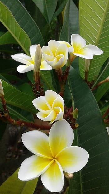 tropicale, frangipani, plumeria, fiore, pianta, natura, straniero, foglia, saluti, profumo, estate