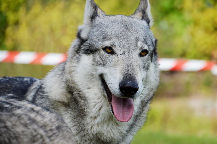 eläin, Wolf-koira, kouluratsastus, tšekkoslovakian susi, nisäkäs, villi, kotieläimenä, takki, kumppani, luottamus, valkoinen