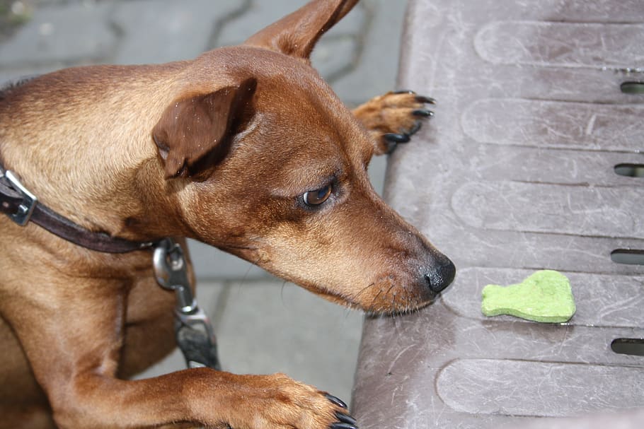 reh pinscher, Pes, zachází, domácí zvíře, psí žrádlo, krmení
