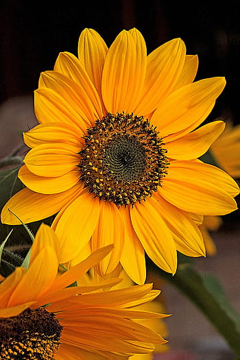 girasole, fiore, fioritura, fiorente, girasole ornamentale, chiaro, estate, stami, i petali, foglia, flora