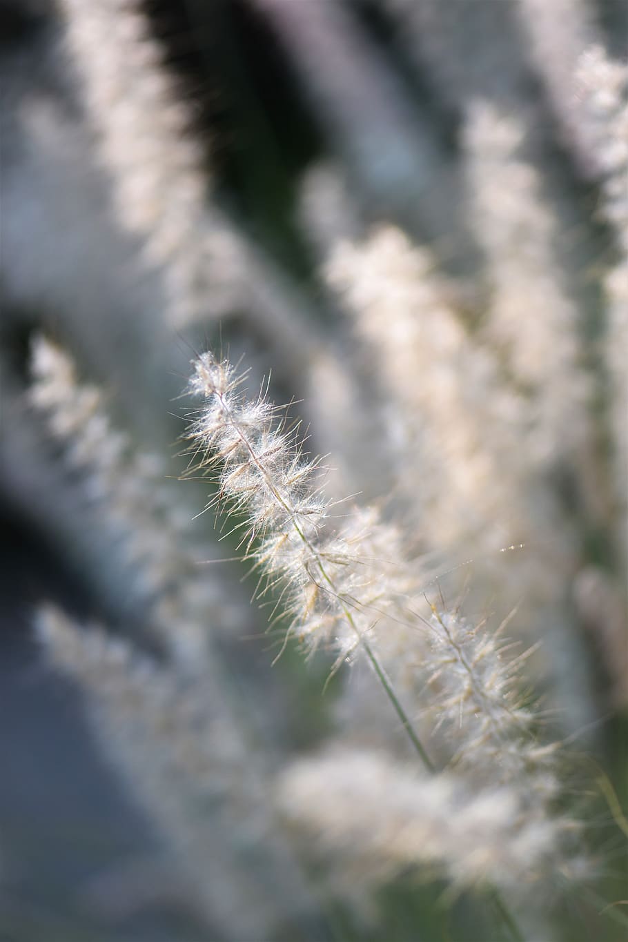 ornamental grasses, grasses, blade of grass, summer, backlighting, plant, nature, grass, mood, dusk, fountain grass
