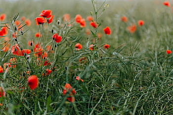 campo, rojo, amapolas, verano, flores, verde, naturaleza, floración, amapola, silvestre, flores silvestres
