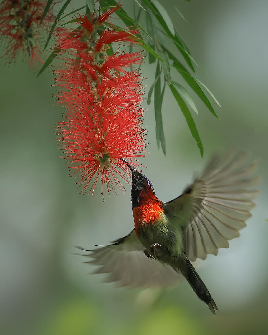 sank, chim hút mật, fly, red flowers, wing