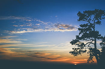 tree silhouette, sunset background, cloud, horizon, landscape, light, matte, morning, ocean, scenic, sky