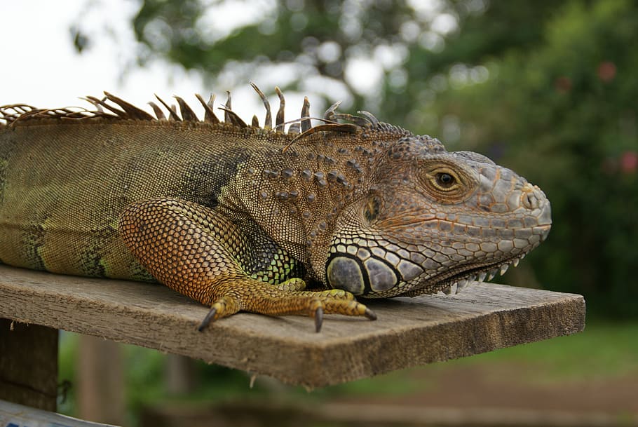 animals, lizard, iguana, bali, reptile, head, tropical, dragon, animal world, close up, scaly