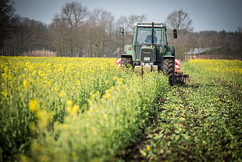 vang gewas, trekker, veld-, grub bern, landbouw, landbouweconomie, landbouwmachine, tractoren, bebouwer, Landtechnik, sleepboot