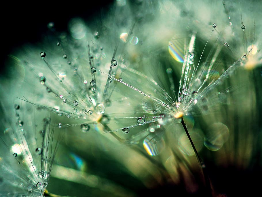 dandelion, dandelion clock, plant, flower, spring, nature, summer, weed, seeds, blowball, meadow