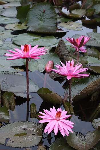 lotus, blomster, planter, blad, indonesisk, Vest-Java, lotus luft, vann, rød