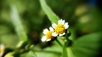 żółty, kwiaty, Zielony, liść, ogród, na wolnym powietrzu, Natura, roślina, plama