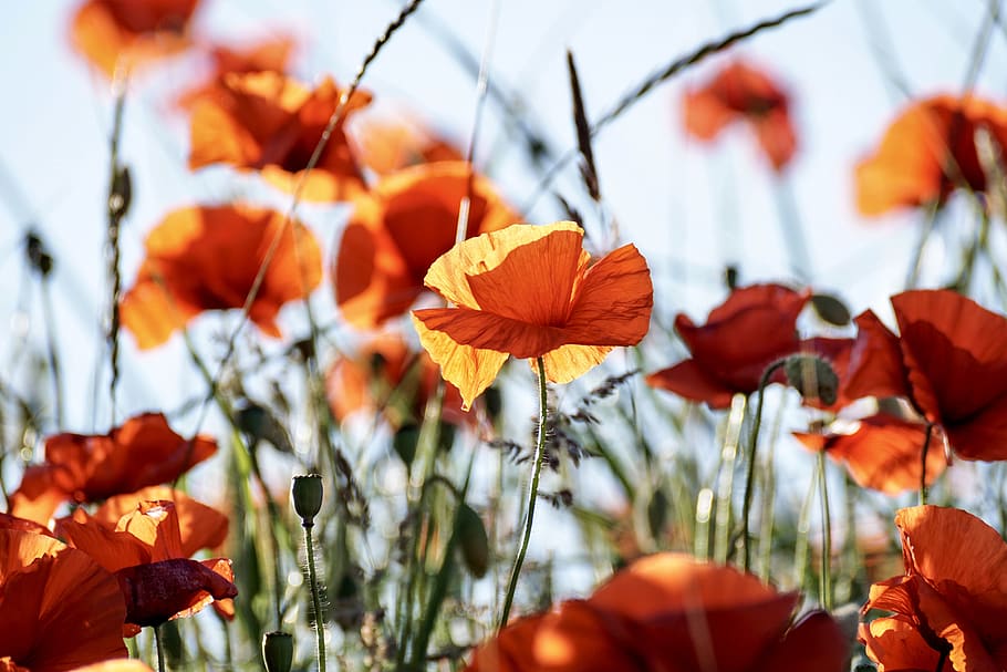 mák, květiny, Červené, rostlina, flóra, klatschmohn, mohngewaechs, rozkvetla, Jasný, Krásná, osvětlení