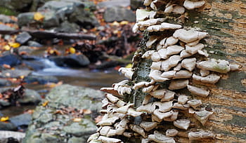 fungi, growing, bark, tree, stream., wild growth, tree trunk, fungus, forest, plants, dead trees