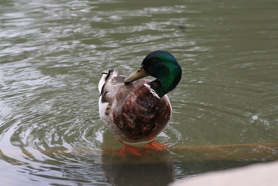duck, bird, water, animal, clean, nature, pond, panoramic, wildlife, outdoors, desktop