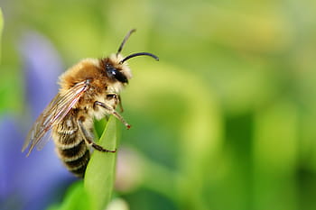 bee, always, close up, nature, macro, insect, pollen, honey, honey bee, animal, summer