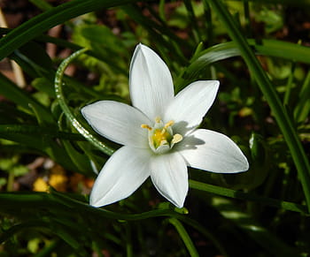 spring flower, star of bethlehem flower, white flower, white lily, lily flower, herbaceous perennial, perennial, bulb flower, garden, flower, spring