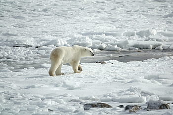 polar bear, arctic, ice, landscape, predator, snow