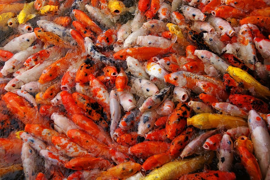 koi, kapr, Ryba, voda, roj, krmení, hladový, rybník, barvitý, Červené, oranžový