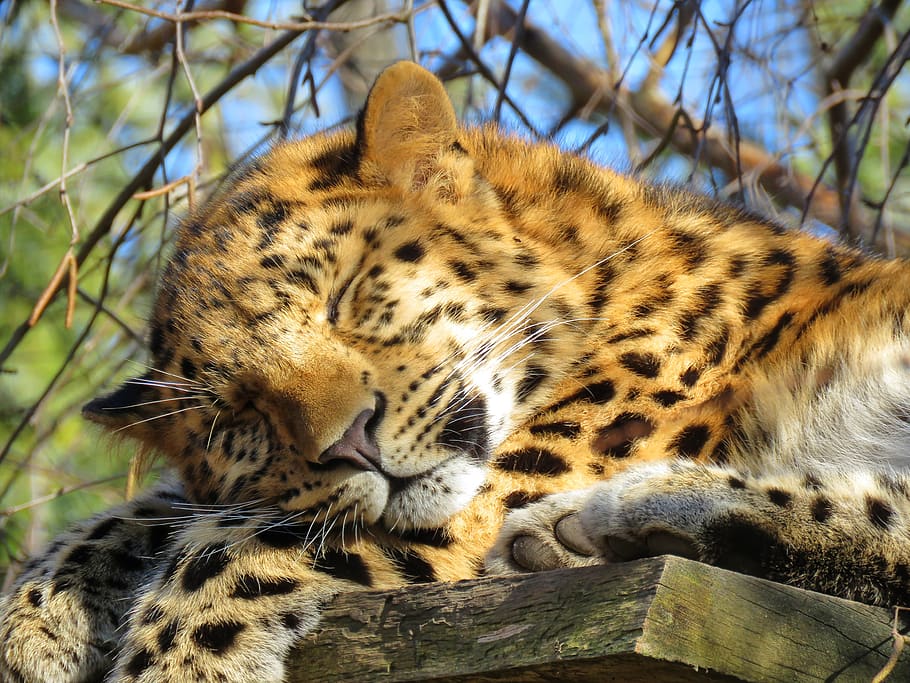 amur, leopard, asian leopard, big cat, animal world, carnivores, mammal, nature