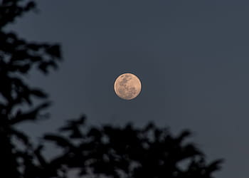 月、 いっぱい、 空、 木、 夜、 オーストラリア
