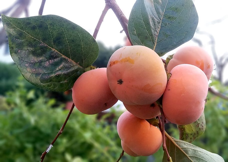 persimmon, fruit, in autumn, sejong city, week leung notes leung, korea