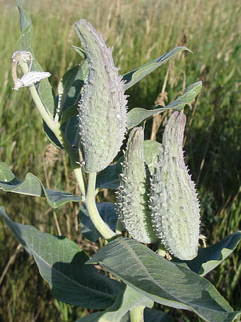 mléčné lusky, zrání, pozdě, letní, rozptýlit, semena, podzim, milkweed pod, milkweed, plevel, pod