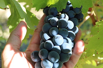 vintage, grapes, grape, syrah, vine, fruit, wine, vineyard, vineyards, blue, food