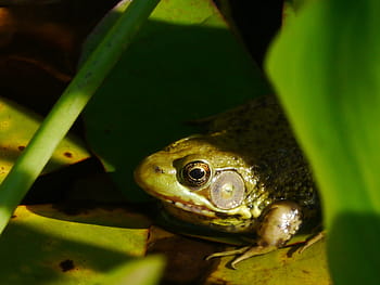 northern, green, frog, peeping, behind, water lily, leaves, pad., frog images, frog pictures, frog photos
