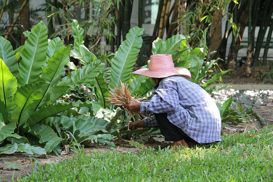 hard working, gardener, gardening, garden, work, workers, pruning, shovel, lawn, horticulture, human