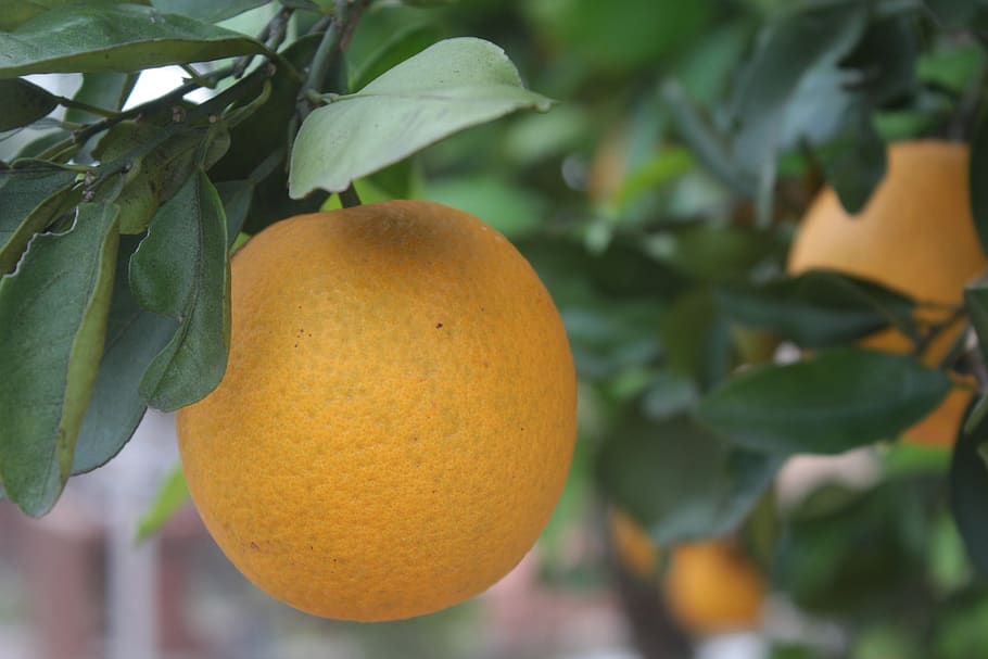 oranžový, ovoce, strom, naranjo, zdravý, vitamíny, Lahodné, letní, sladký, jídlo, čerstvý