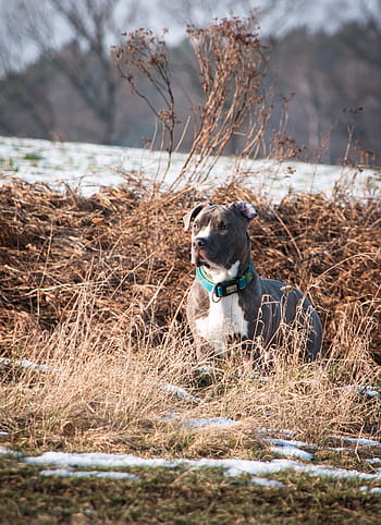 amstaff, american staffordshire terrier, dog, pitbull, portrait, meadow, gassi, mood, winter, forest, nature