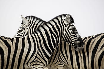 zebra, stripes, couple, love, animal, africa, safari, black and white, hd wallpaper, love wallpaper, 4k wallpaper