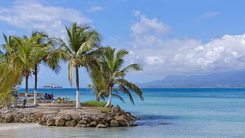 beach, coconut, sea, guadeloupe, tropical, caribbean, sand, palm, island, nature, ocean
