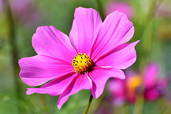 cosmea, květ, kosmos, růžový, rostlina, květinová zahrada, flóra, Příroda, zahrada