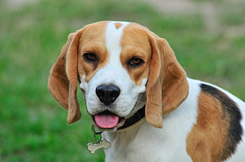 pet, dog, animals, cute, animal, dogs, race, pets, puppy, sweet, beagle