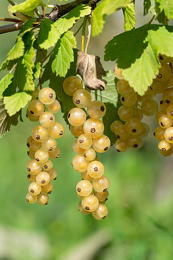 ribes, bianca, ribes bianco, tempo di raccolta, maturo, giardino, in giardino, orto, raccogliere, frutta morbida, bacche bianche