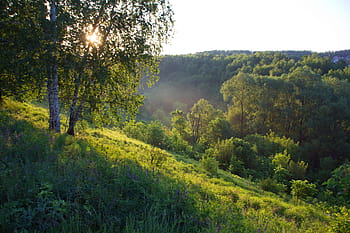 světlo, les, slunečního světla, paprsek, slunce, Pozadí, strom, cesta, lesk, jaro, letní