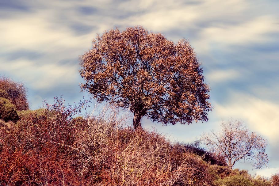 tree, autumn, forest, colorful, red, atmospheric, lugros, granada