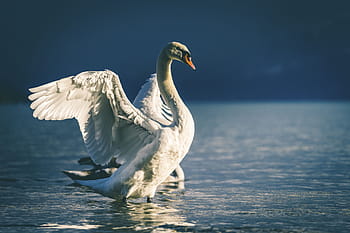 labuť, zobák, bílý, oči, pták, voda, řeka, jezero