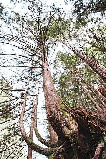 view, bottom, tall, tree, big, roots, top, branch, sky, trunk, woods