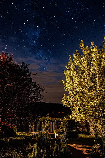 árboles, cielo estrellado, naturaleza, cielo, aire libre, noche, estrellas, estrellado, astronomía, galaxia, astrofotografía