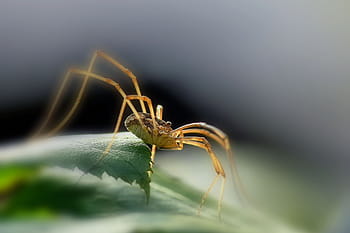 クモ、 自然、 昆虫、 虫
