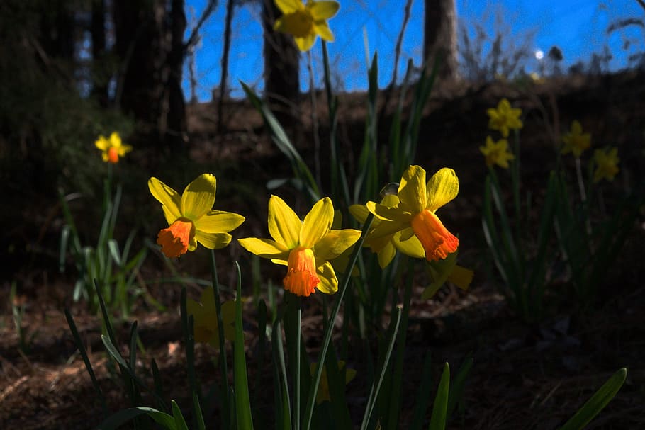 podsvícené narcisy v arkansasu, narcis, jaro, zahrada, květ, rostlina, květiny, žlutá, Jasný, podsvícený, Příroda