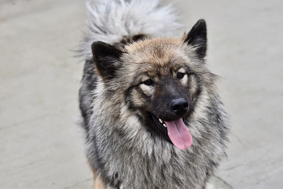 chien, chienne eurasier, chienne orlaya blue, eurasier, jeune femelle eurasier, canine, adorable, animal, dog