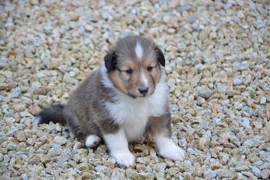 dog, pup, puppy, shetland sheepdog, female orla, bitch orla, color fawn with black overlay, cute, domestic, adorable